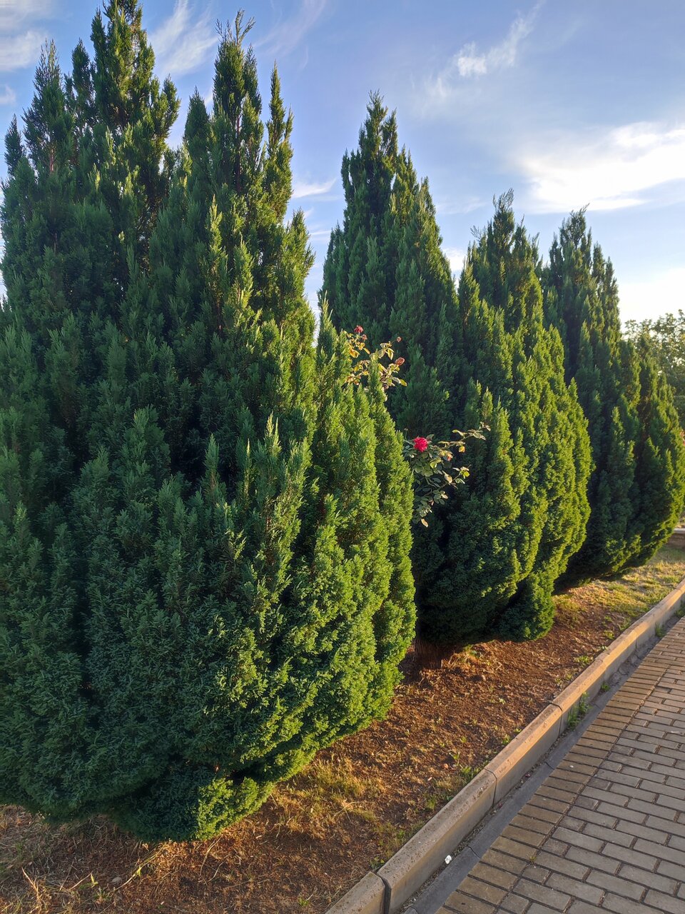 Гостиница Ной Изобильный-55