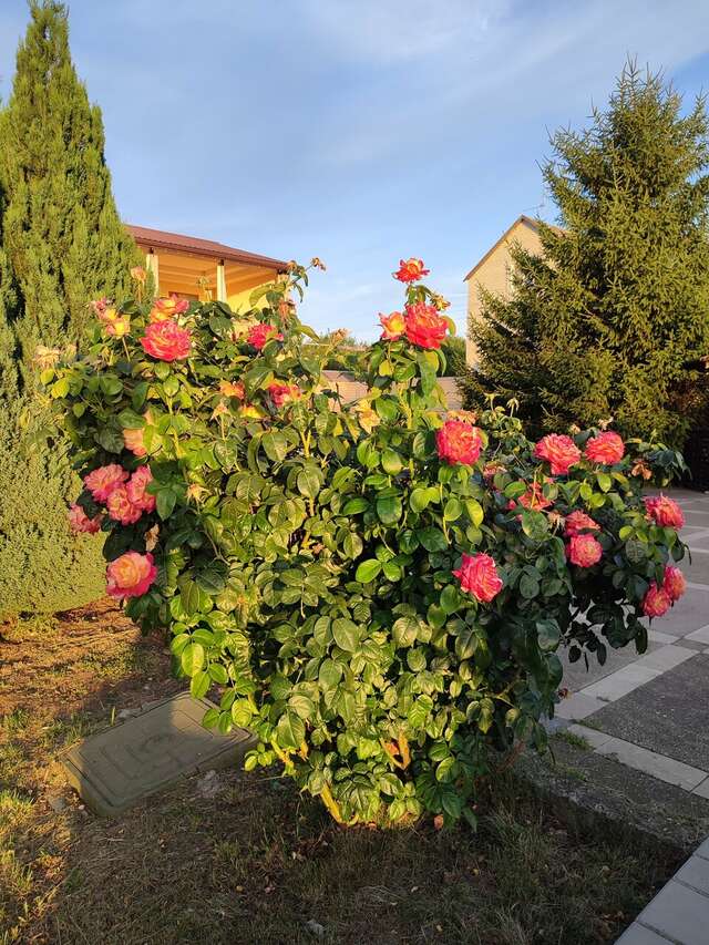 Гостиница Ной Изобильный-50